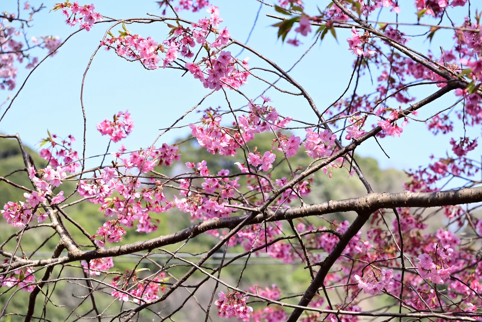 河津桜2023