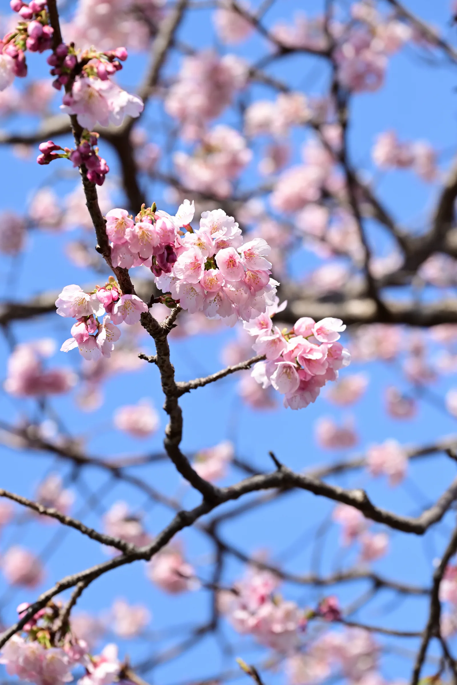 河津桜2023