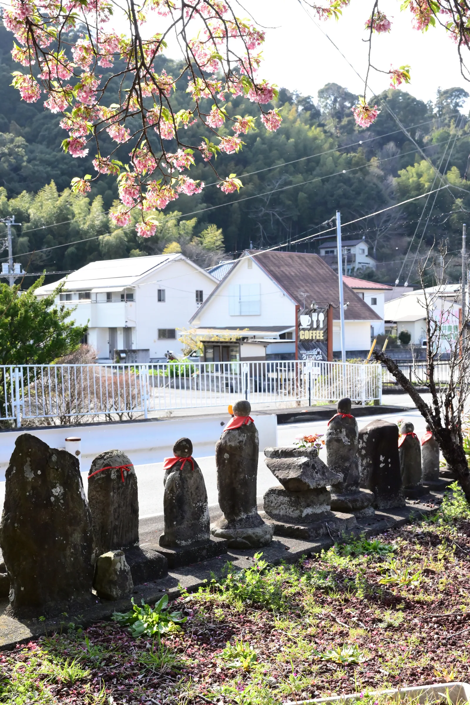 河津桜2023