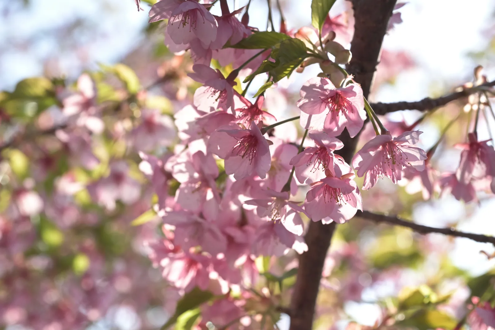 河津桜2023