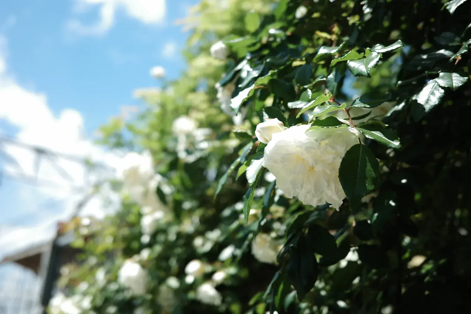 薔薇と晴れ空